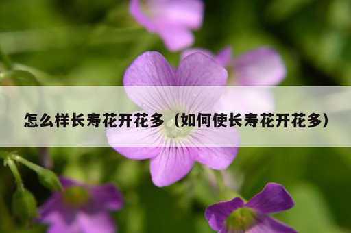 怎么样长寿花开花多？如何使长寿花开花多_https://www.86362.com_资讯_第1张