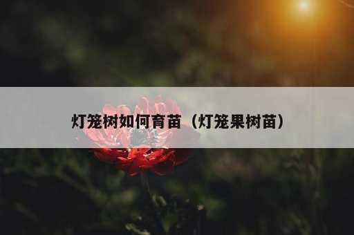 灯笼树如何育苗？灯笼果树苗_https://www.86362.com_资讯_第1张