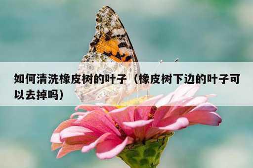 如何清洗橡皮树的叶子？橡皮树下边的叶子可以去掉吗_https://www.86362.com_资讯_第1张