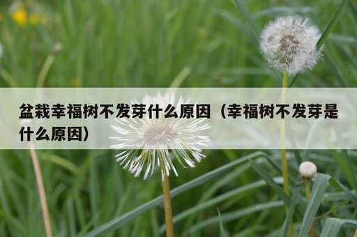 盆栽幸福树不发芽什么原因？幸福树不发芽是什么原因_https://www.86362.com_资讯_第1张