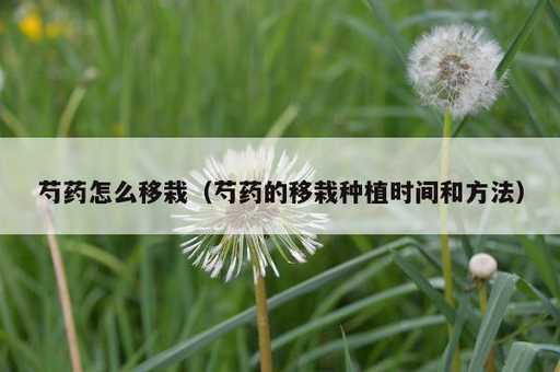 芍药怎么移栽？芍药的移栽种植时间和方法_https://www.86362.com_资讯_第1张