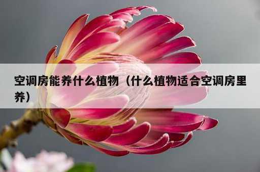 空调房能养什么植物？什么植物适合空调房里养_https://www.86362.com_资讯_第1张