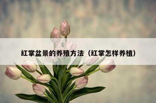 红掌盆景的养殖方法？红掌怎样养植_https://www.86362.com_资讯_第1张