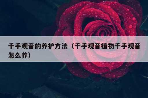 千手观音的养护方法？千手观音植物千手观音怎么养