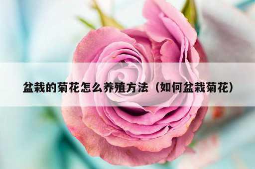 盆栽的菊花怎么养殖方法？如何盆栽菊花_https://www.86362.com_资讯_第1张