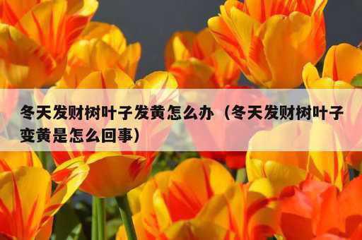 冬天发财树叶子发黄怎么办？冬天发财树叶子变黄是怎么回事_https://www.86362.com_资讯_第1张