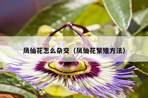 凤仙花怎么杂交？凤仙花繁殖方法_https://www.86362.com_资讯_第1张