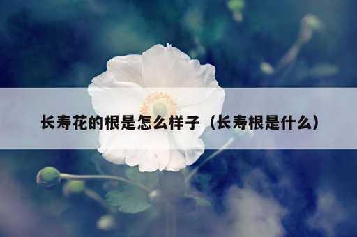 长寿花的根是怎么样子？长寿根是什么_https://www.86362.com_资讯_第1张