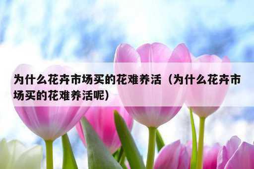 为什么花卉市场买的花难养活？为什么花卉市场买的花难养活呢