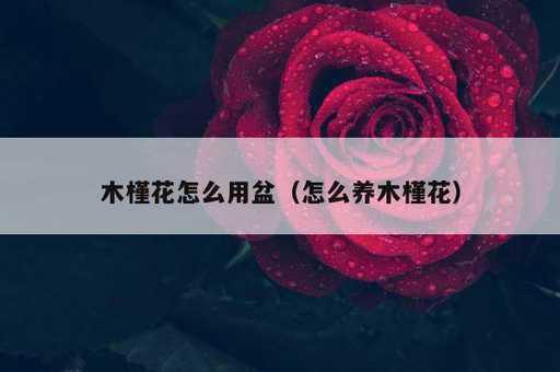 木槿花怎么用盆？怎么养木槿花_https://www.86362.com_资讯_第1张