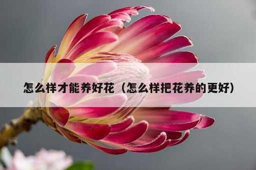 怎么样才能养好花？怎么样把花养的更好