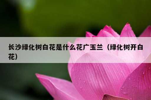 长沙绿化树白花是什么花广玉兰？绿化树开白花_https://www.86362.com_资讯_第1张