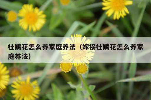 杜鹃花怎么养家庭养法？嫁接杜鹃花怎么养家庭养法