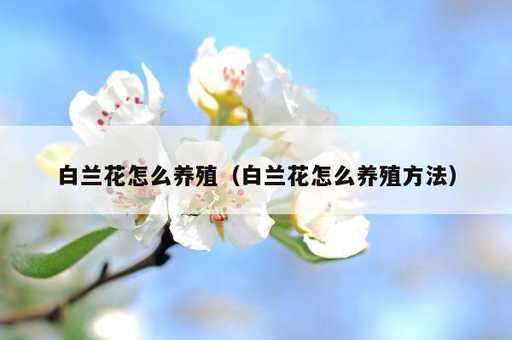 白兰花怎么养殖？白兰花怎么养殖方法