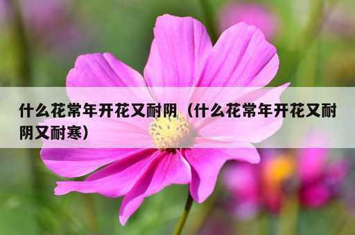 什么花常年开花又耐阴？什么花常年开花又耐阴又耐寒