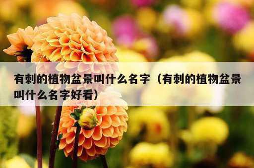 有刺的植物盆景叫什么名字？有刺的植物盆景叫什么名字好看