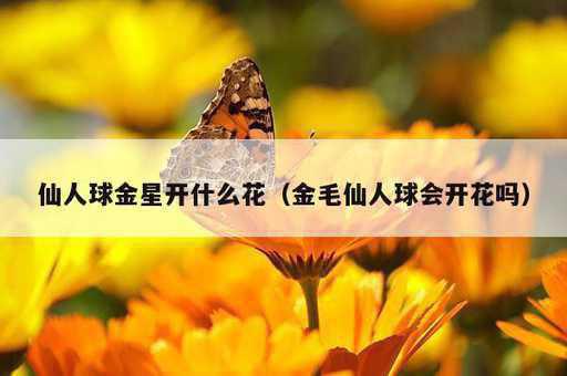 仙人球金星开什么花？金毛仙人球会开花吗_https://www.86362.com_资讯_第1张