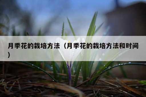 月季花的栽培方法？月季花的栽培方法和时间_https://www.86362.com_资讯_第1张