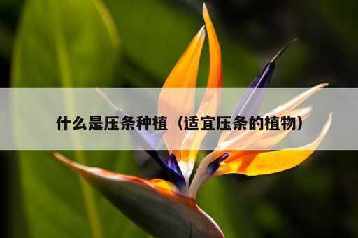 什么是压条种植？适宜压条的植物_https://www.86362.com_资讯_第1张