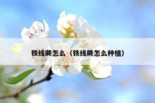 铁线蕨怎么？铁线蕨怎么种植_https://www.86362.com_资讯_第1张