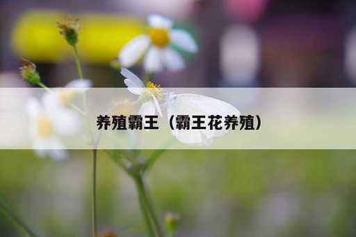 养殖霸王？霸王花养殖