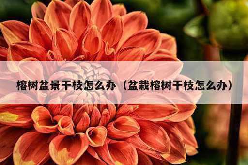 榕树盆景干枝怎么办？盆栽榕树干枝怎么办_https://www.86362.com_资讯_第1张