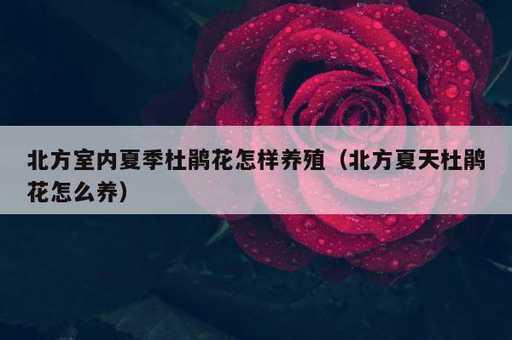 北方室内夏季杜鹃花怎样养殖？北方夏天杜鹃花怎么养_https://www.86362.com_资讯_第1张