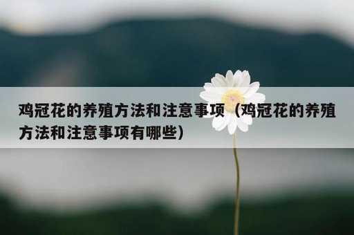 鸡冠花的养殖方法和注意事项？鸡冠花的养殖方法和注意事项有哪些