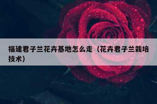 福建君子兰花卉基地怎么走？花卉君子兰栽培技术_https://www.86362.com_资讯_第1张