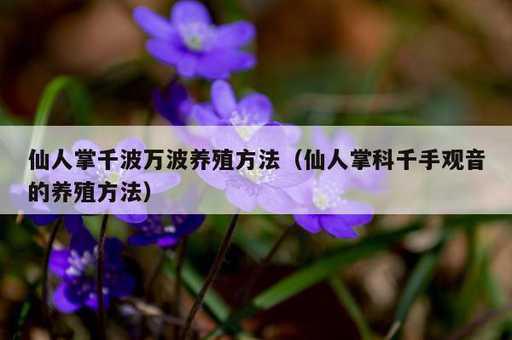 仙人掌千波万波养殖方法？仙人掌科千手观音的养殖方法_https://www.86362.com_资讯_第1张