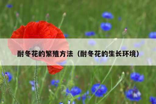 耐冬花的繁殖方法？耐冬花的生长环境_https://www.86362.com_资讯_第1张