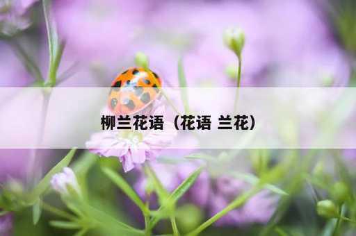 柳兰花语？花语 兰花_https://www.86362.com_资讯_第1张