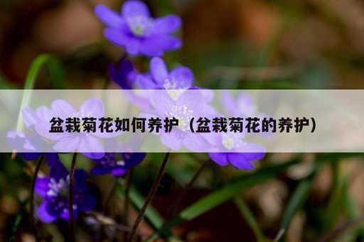 盆栽菊花如何养护？盆栽菊花的养护