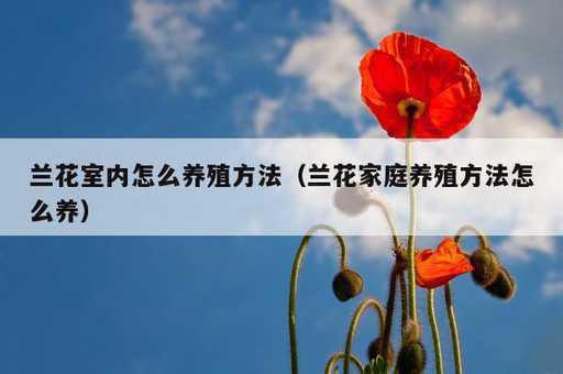 兰花室内怎么养殖方法？兰花家庭养殖方法怎么养_https://www.86362.com_资讯_第1张