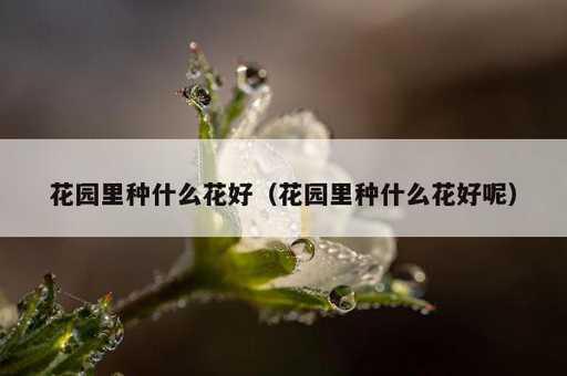 花园里种什么花好？花园里种什么花好呢_https://www.86362.com_资讯_第1张