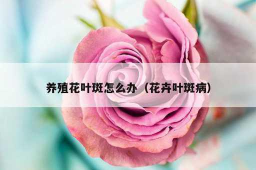 养殖花叶斑怎么办？花卉叶斑病