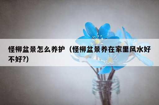 怪柳盆景怎么养护？怪柳盆景养在家里风水好不好?