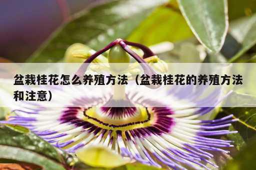 盆栽桂花怎么养殖方法？盆栽桂花的养殖方法和注意_https://www.86362.com_资讯_第1张