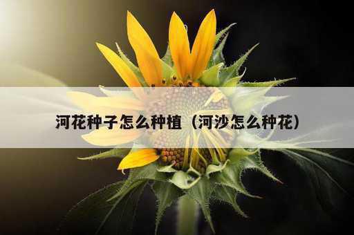 河花种子怎么种植？河沙怎么种花_https://www.86362.com_资讯_第1张