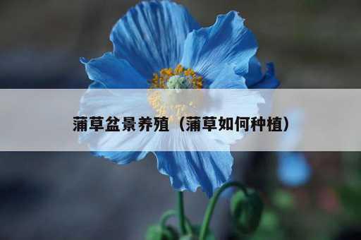 蒲草盆景养殖？蒲草如何种植_https://www.86362.com_资讯_第1张