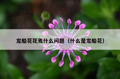 龙船花花焉什么问题？什么是龙船花_https://www.86362.com_资讯_第1张