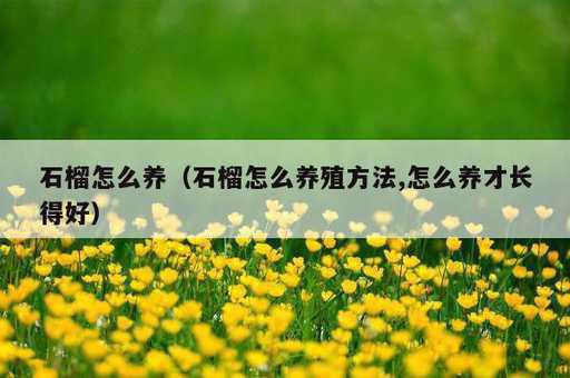 石榴怎么养？石榴怎么养殖方法,怎么养才长得好_https://www.86362.com_资讯_第1张