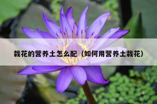 栽花的营养土怎么配？如何用营养土栽花_https://www.86362.com_资讯_第1张