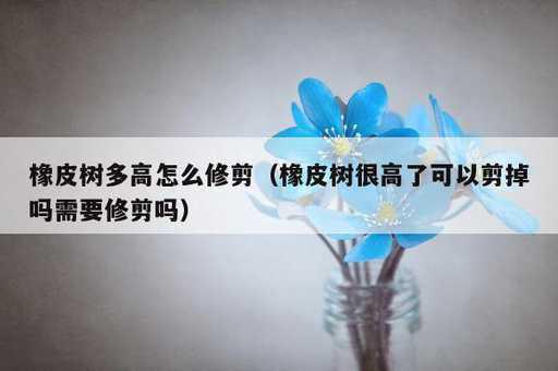 橡皮树多高怎么修剪？橡皮树很高了可以剪掉吗需要修剪吗_https://www.86362.com_资讯_第1张