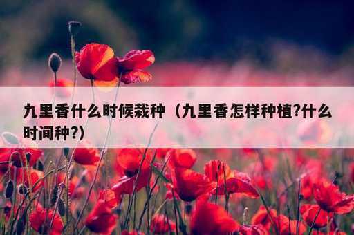 九里香什么时候栽种？九里香怎样种植?什么时间种?_https://www.86362.com_资讯_第1张