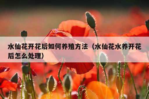 水仙花开花后如何养殖方法？水仙花水养开花后怎么处理_https://www.86362.com_资讯_第1张