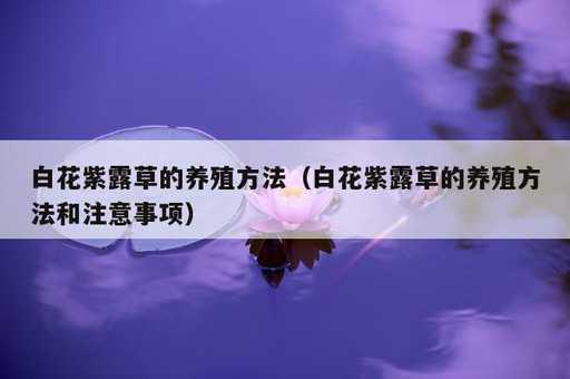 白花紫露草的养殖方法？白花紫露草的养殖方法和注意事项