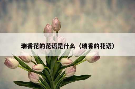 瑞香花的花语是什么？瑞香的花语_https://www.86362.com_资讯_第1张