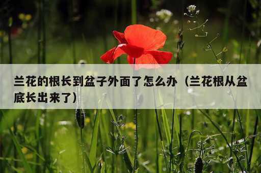 兰花的根长到盆子外面了怎么办？兰花根从盆底长出来了_https://www.86362.com_资讯_第1张