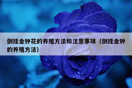 倒挂金钟花的养殖方法和注意事项？倒挂金钟的养殖方法